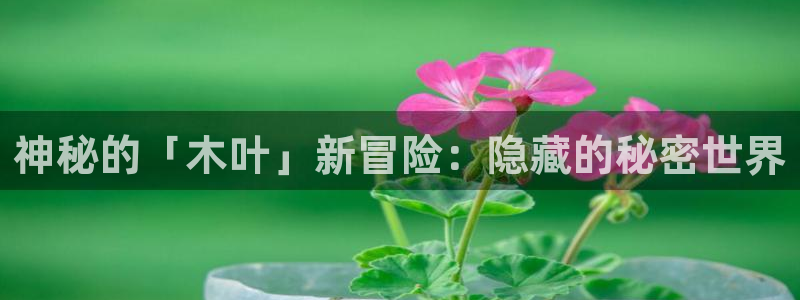 优贝娱乐平台官网入口：神秘的「木叶」新冒险：隐藏的秘密世界